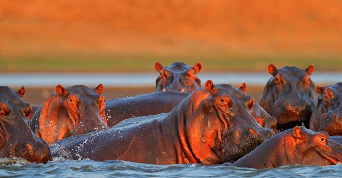 Hipopotamii au supraviețuit în Europa cu 84.000 de ani mai mult decât se credea