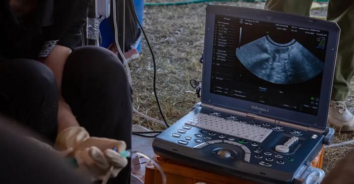 O bacterie antică a ucis mama surogat a ultimilor rinoceri albi nordici