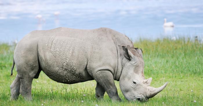 O bacterie din mumii antice a ucis o femelă de rinocer însărcinată