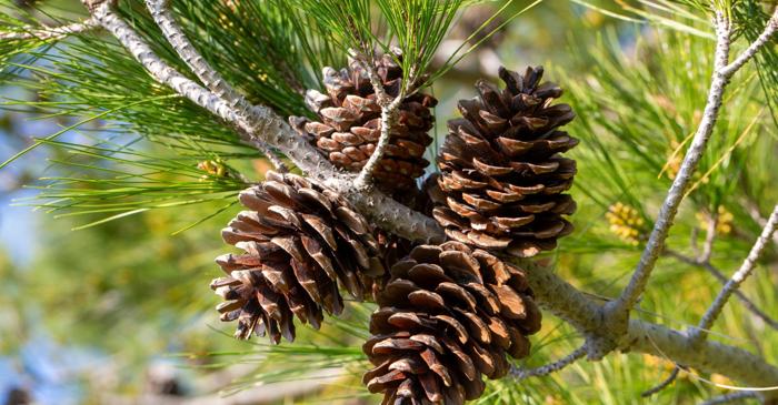 Un con de pin poate cântări cât o pisică