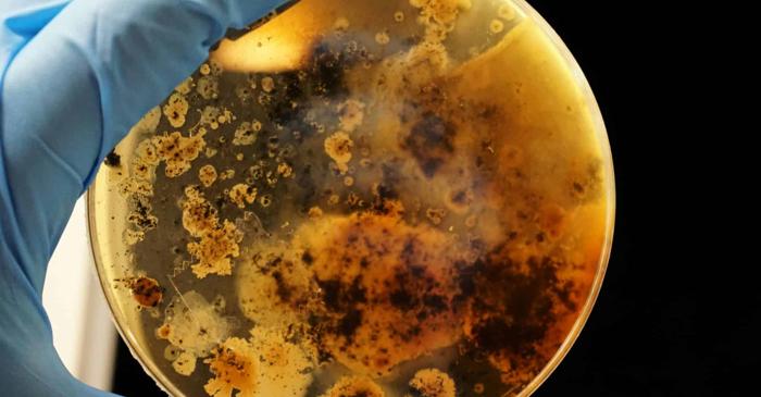 Uridina multiplică de zece ori eficiența antibioticelor împotriva bacteriilor rezistente