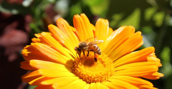 Două miliarde de oameni depind de aceste insecte pentru o hrană sănătoasă