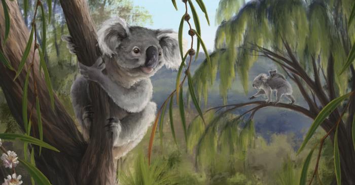 După 28.000 de ani, un craniu de koala spune o poveste sumbră pentru prezent