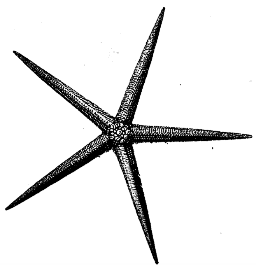 Drawing of Zoroaster fulgens.png